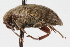  ( - ENT-OUBS-080)  @14 [ ] CreativeCommons - Attribution (2009) Unspecified Centre for Biodiversity Genomics