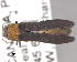  (Agrilus ruficollis - CNCCOLVG00005855)  @14 [ ] Copyright (2013) Vasily Grebennikov CFIA