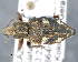  ( - CNCCOLVG00009013)  @13 [ ] Copyright (2015) Vasily Grebennikov CFIA