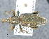  ( - CNCCOLVG00009019)  @15 [ ] Copyright (2015) Vasily Grebennikov CFIA
