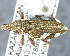  ( - CNCCOLVG00009034)  @13 [ ] Copyright (2015) Vasily Grebennikov CFIA