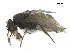  ( - BIOUG26545-B11)  @11 [ ] CreativeCommons - Attribution (2019) CBG Photography Group Centre for Biodiversity Genomics