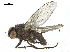  ( - BIOUG26545-C11)  @11 [ ] CreativeCommons - Attribution (2019) CBG Photography Group Centre for Biodiversity Genomics