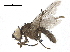 ( - BIOUG26545-D03)  @11 [ ] CreativeCommons - Attribution (2019) CBG Photography Group Centre for Biodiversity Genomics