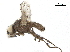  ( - BIOUG26545-D04)  @11 [ ] CreativeCommons - Attribution (2019) CBG Photography Group Centre for Biodiversity Genomics