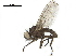  ( - BIOUG26545-D09)  @11 [ ] CreativeCommons - Attribution (2019) CBG Photography Group Centre for Biodiversity Genomics