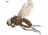  ( - BIOUG26545-D12)  @11 [ ] CreativeCommons - Attribution (2019) CBG Photography Group Centre for Biodiversity Genomics