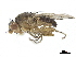  ( - BIOUG26545-G10)  @11 [ ] CreativeCommons - Attribution (2019) CBG Photography Group Centre for Biodiversity Genomics