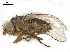  ( - BIOUG26545-G11)  @11 [ ] CreativeCommons - Attribution (2019) CBG Photography Group Centre for Biodiversity Genomics