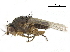  ( - BIOUG26545-G12)  @11 [ ] CreativeCommons - Attribution (2019) CBG Photography Group Centre for Biodiversity Genomics