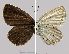  ( - Rvcoll_15-M113)  @12 [ ] Institut de Biologia Evolutiva (2014) Roger Vila Oxford Brookes University