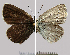  ( - Rvcoll_15-M139)  @12 [ ] Institut de Biologia Evolutiva (2014) Roger Vila Oxford Brookes University