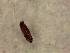  (Ceratophyllus - OXB_HAW-0005)  @12 [ ] No Rights Reserved (2014) Hannah Wickenden Oxford Brookes University