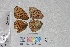  (Argynnis sp - RVcoll.14-N008)  @11 [ ] Oxford Brookes University (2015) Tim Shreeve Oxford Brookes University