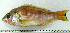  (Lutjanus peru - OXF105)  @15 [ ] Unspecified (default): All Rights Reserved  Unspecified Unspecified