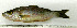  (Lutjanus inermis - OXF114)  @14 [ ] Unspecified (default): All Rights Reserved  Unspecified Unspecified