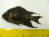  (Microspathodon dorsalis - OXF155)  @13 [ ] CreativeCommons - Attribution Non-Commercial Share-Alike (2013) Mardelin Fuentes-Vasquez El Colegio de la Frontera Sur, Unidad Chetumal