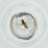  ( - MOZZ00000966A_D7)  @11 [ ] by  Genome Research Ltd as Wellcome Sanger Institute Genome Research Limited operating as Wellcome Sanger Institute