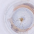  ( - MOZZ00000968A_G9)  @11 [ ] by  Genome Research Ltd as Wellcome Sanger Institute Genome Research Limited operating as Wellcome Sanger Institute