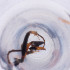  ( - MOZZ00000969A_C3)  @11 [ ] by  Genome Research Ltd as Wellcome Sanger Institute Genome Research Limited operating as Wellcome Sanger Institute