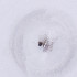  ( - MOZZ00000974A_E5)  @11 [ ] by  Genome Research Ltd as Wellcome Sanger Institute Genome Research Limited operating as Wellcome Sanger Institute