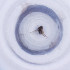  ( - MOZZ00000975A_A8)  @11 [ ] by  Genome Research Ltd as Wellcome Sanger Institute Genome Research Limited operating as Wellcome Sanger Institute
