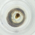 ( - OXWW_002_A8)  @11 [ ] by  Genome Research Ltd as Wellcome Sanger Institute Genome Research Limited operating as Wellcome Sanger Institute