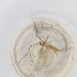  ( - OXWW_003_B2)  @11 [ ] by  Genome Research Ltd as Wellcome Sanger Institute Genome Research Limited operating as Wellcome Sanger Institute