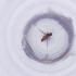  ( - OXWW_004_D8)  @11 [ ] by  Genome Research Ltd as Wellcome Sanger Institute Genome Research Limited operating as Wellcome Sanger Institute