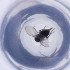  ( - OXWW_012_E5)  @11 [ ] by  Genome Research Ltd as Wellcome Sanger Institute Genome Research Limited operating as Wellcome Sanger Institute
