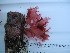  (Schizoseris hymenena - GWS015631)  @11 [ ] Unspecified (default): All Rights Reserved  Unspecified Unspecified
