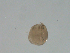 (Chydorus sphaericus sp. B5 - BIOUG01705-A04)  @13 [ ] Unspecified (default): All Rights Reserved  Unspecified Unspecified