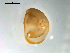  (Eurycercus cf. longirostris - BIOUG00923-G01)  @14 [ ] Unspecified (default): All Rights Reserved  Unspecified Unspecified