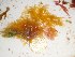  (Martensia elegans - GWS022725)  @11 [ ] Unspecified (default): All Rights Reserved  Unspecified Unspecified