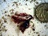  (Heterosiphonia crassipes - GWS022888)  @11 [ ] Unspecified (default): All Rights Reserved  Unspecified Unspecified