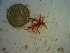 (Schizoseris sp. 1NSW - GWS023018)  @11 [ ] Unspecified (default): All Rights Reserved  Unspecified Unspecified