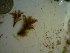  (Spyridia sp. 2LH - GWS023090)  @11 [ ] Unspecified (default): All Rights Reserved  Unspecified Unspecified