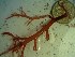  (Solieria filiformis - GWS023262)  @11 [ ] Unspecified (default): All Rights Reserved  Unspecified Unspecified
