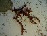  (Eucheuma sp - GWS023789)  @11 [ ] Unspecified (default): All Rights Reserved  Unspecified Unspecified