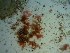  (Phycodrys sp - GWS023801)  @11 [ ] Unspecified (default): All Rights Reserved  Unspecified Unspecified