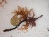  (Ceramialean sp. 5WA - GWS024277)  @11 [ ] Unspecified (default): All Rights Reserved  Unspecified Unspecified