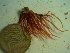  (Gracilaria sp. 3WA - GWS024326)  @11 [ ] Unspecified (default): All Rights Reserved  Unspecified Unspecified