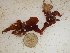  (Curdiea sp. 1WA - GWS024496)  @11 [ ] Unspecified (default): All Rights Reserved  Unspecified Unspecified