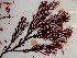  (Curdiea sp. 2WA - GWS024613)  @11 [ ] Unspecified (default): All Rights Reserved  Unspecified Unspecified