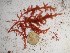  (Dipterocladia - GWS024632)  @11 [ ] Unspecified (default): All Rights Reserved  Unspecified Unspecified