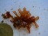  (Halopeltis sp. 3WA - GWS024890)  @11 [ ] Unspecified (default): All Rights Reserved  Unspecified Unspecified
