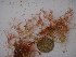  (Delesserioid sp. 3WA - GWS024906)  @11 [ ] Unspecified (default): All Rights Reserved  Unspecified Unspecified
