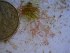  (Ceramialean sp. 3WA - GWS024976)  @11 [ ] Unspecified (default): All Rights Reserved  Unspecified Unspecified