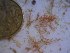  (Ceramialean sp. 4WA - GWS024977)  @11 [ ] Unspecified (default): All Rights Reserved  Unspecified Unspecified
