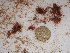  (Polysiphonia sp. 3WA - GWS024978)  @11 [ ] Unspecified (default): All Rights Reserved  Unspecified Unspecified